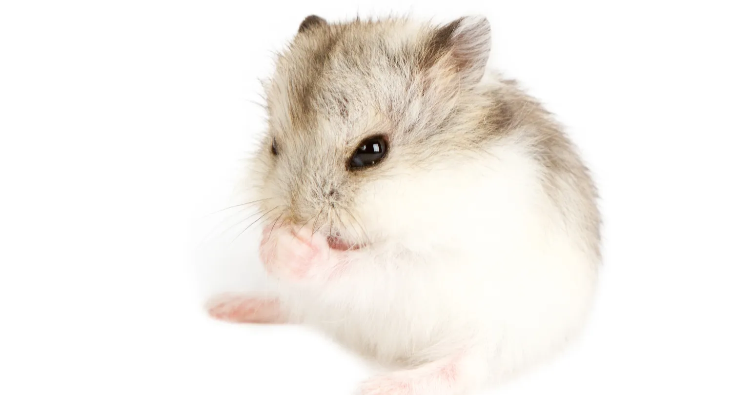 Djungarian Hamster
