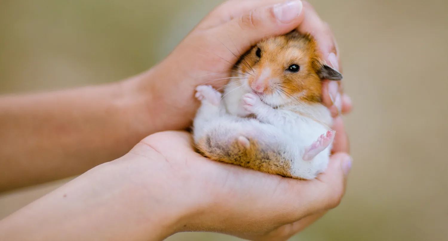 European Hamster