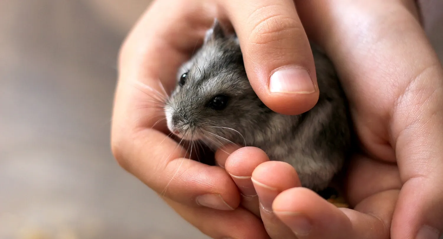 Gray Dwarf Hamster