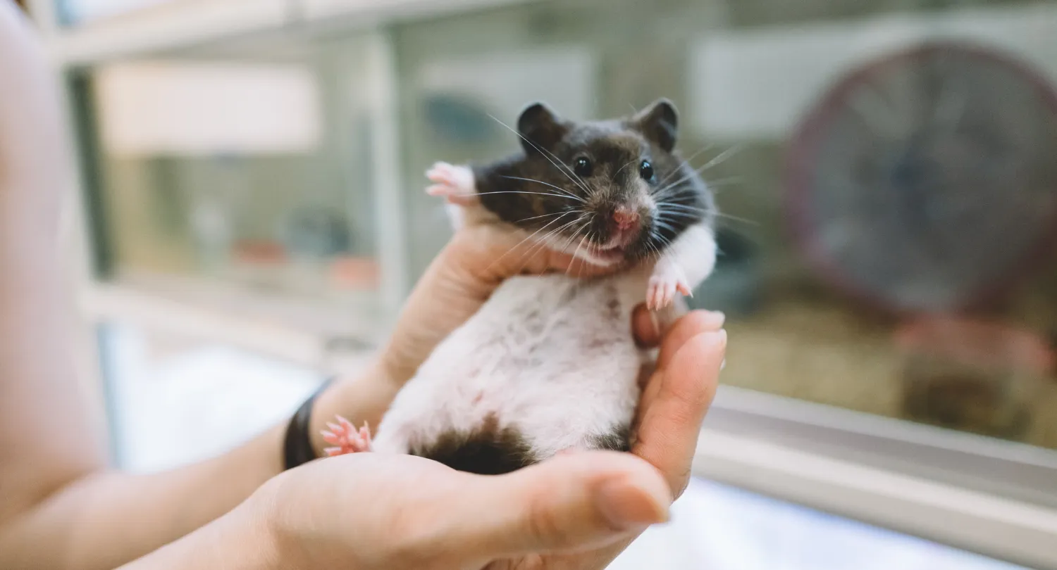 Panda Bear Hamster