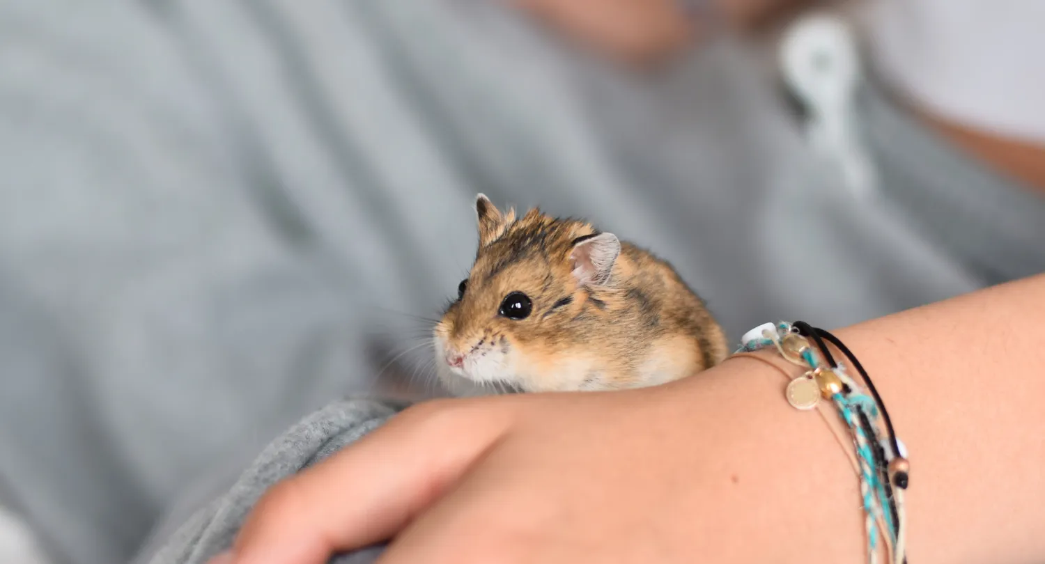 Roborovski Hamster