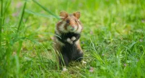 Romania Hamster