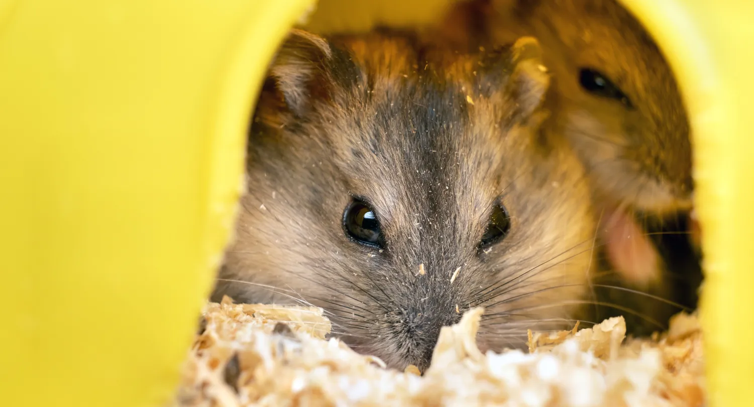 Small Gray Jungar Hamster
