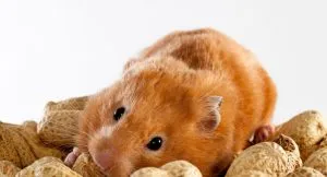 Syrian Hamster