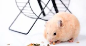Teddy Syrian Hamster