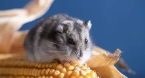 Tibetan Dwarf Hamster