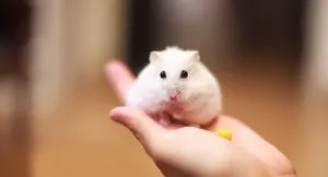 Winter White hamster