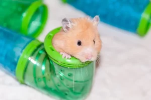 Why Syrian Hamster are Ideal for First-time Pet Owners