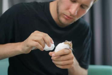 What is the Best Way to Clean a Hamster