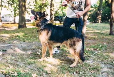 types of German shepherd dog breeds