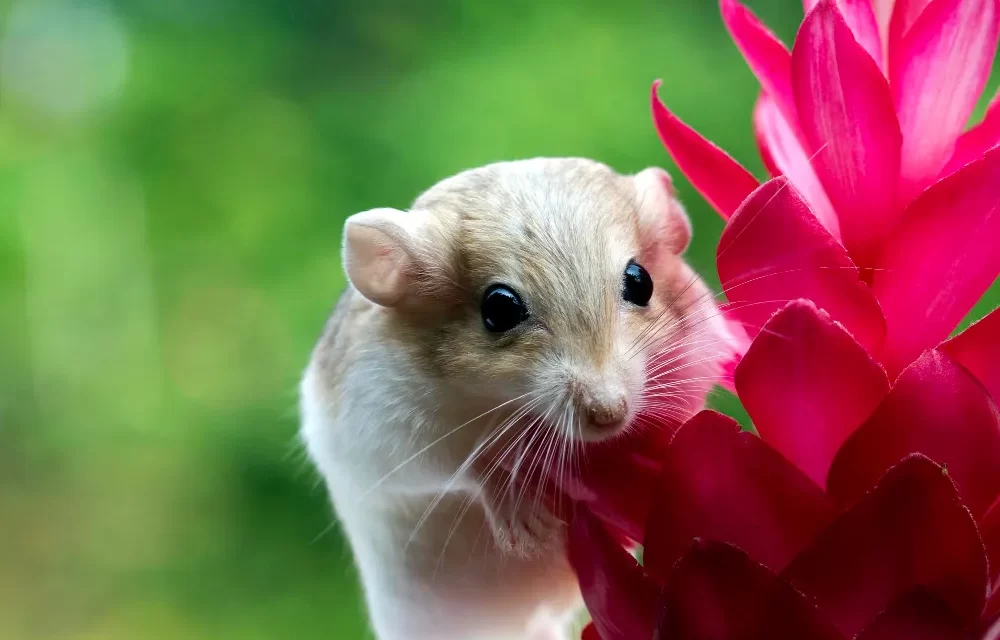 How to Look After a Hamster for Beginner