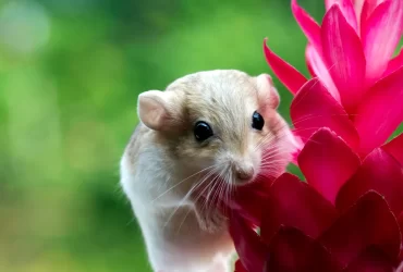 How to Look After a Hamster for Beginner