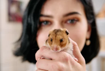 How to Set Up a Hamster Cage