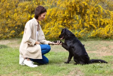 Basic Commands Every Dog Should Know
