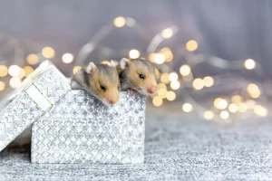 Hamster Gift Ideas for Christmas