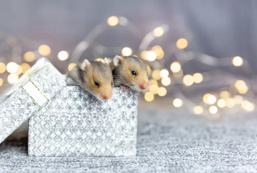 Hamster Gift Ideas for Christmas