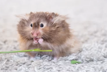 understanding hamster behavior