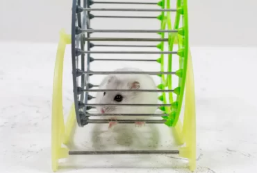 common mistakes new hamster owners make
