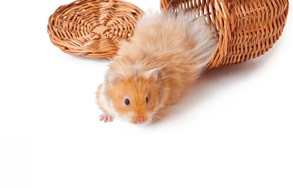 amazing facts about hamsters