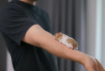 How to Train Your Syrian Hamster