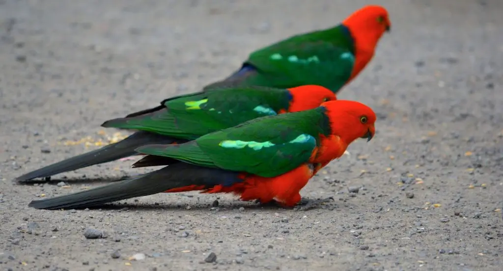 Australian King Parrot