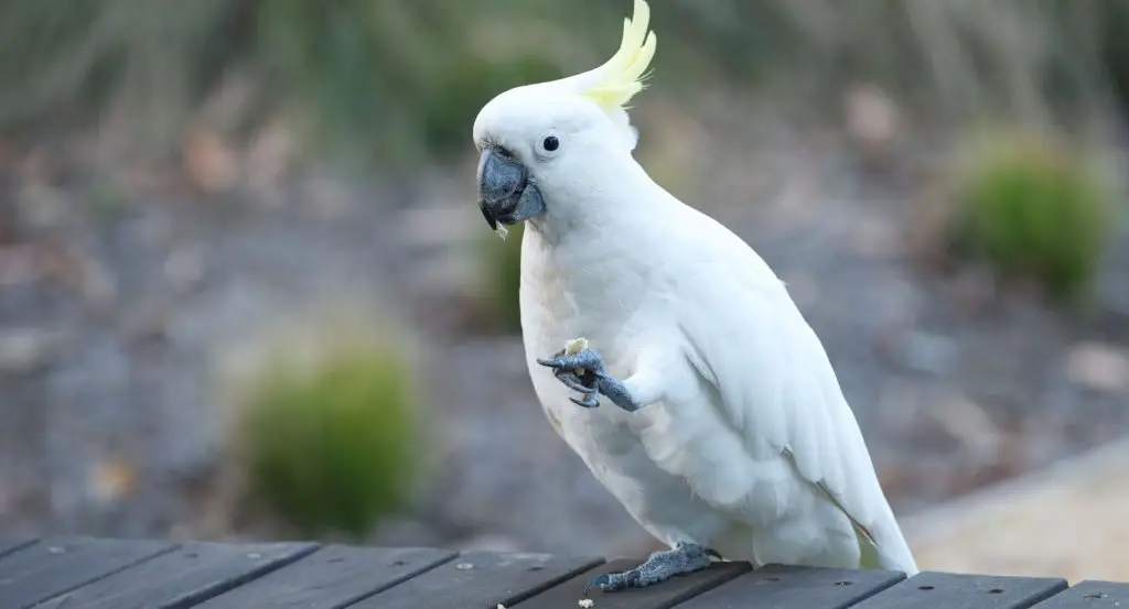 Bird Breed Cockatoo