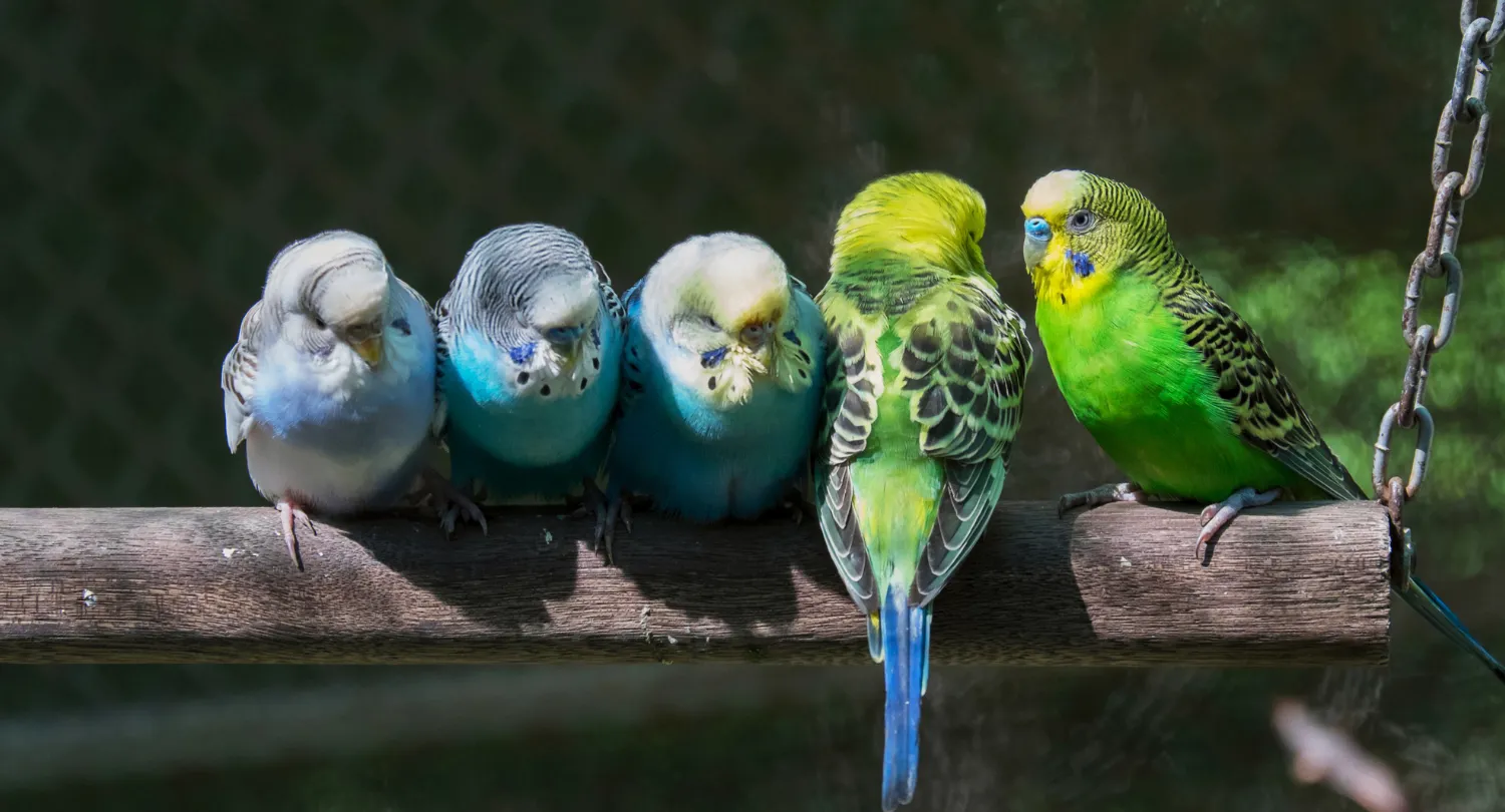 Bird Breed Parakeet
