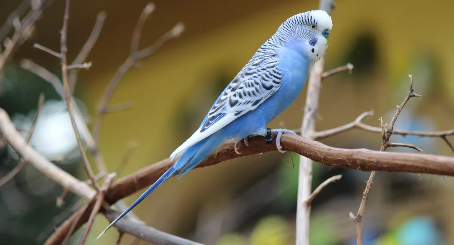 Bird Breed Parakeet