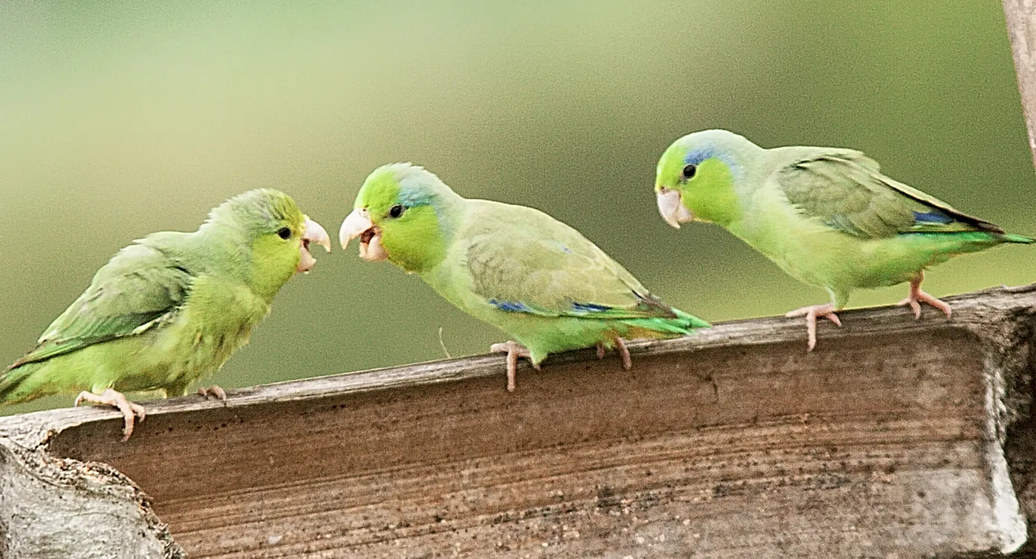 Bird Breed Parrotlet