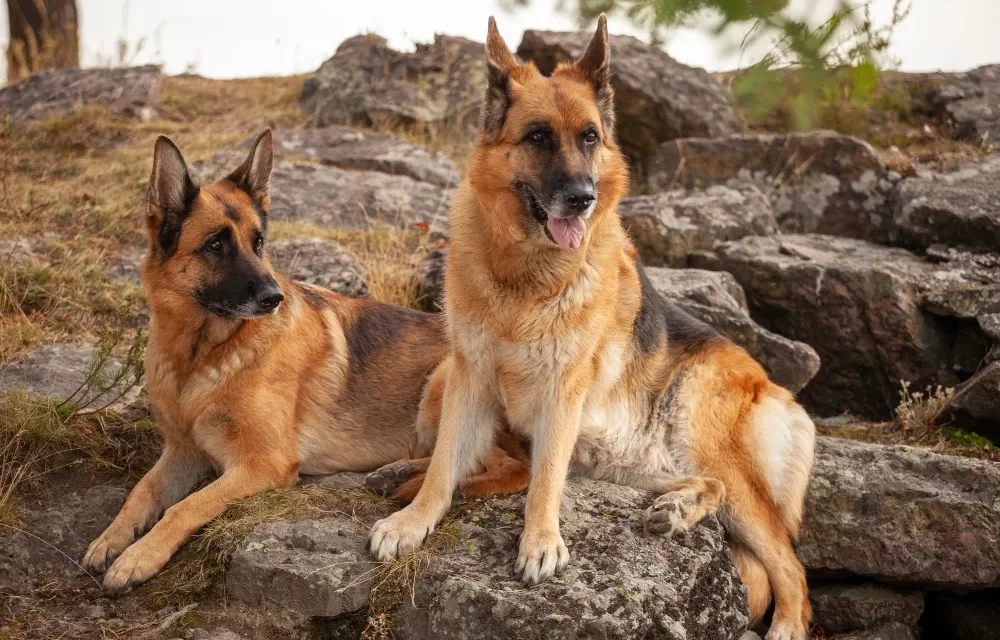 difference between work line and show line German shepherd