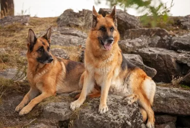 difference between work line and show line German shepherd