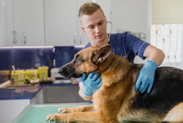 common diseases in german shepherds