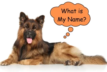 best name for a german shepherd