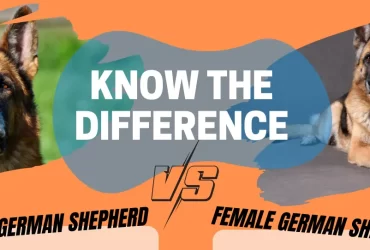 difference between male and female german shepherd dog