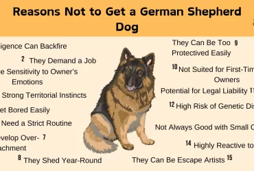 reasons not to get a german shepherd dog