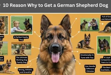 Why should you have a German Shepherd