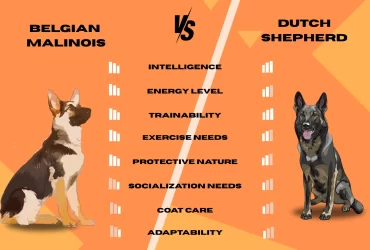 main difference between dutch shepherd and melgian malinois