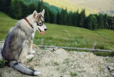 main difference between northern inuit dog vs german shepherd