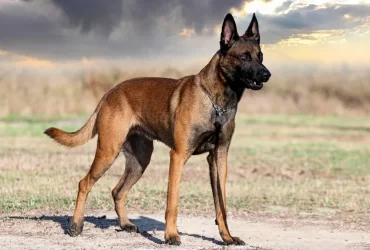 Belgian Malinois Breed Pros & Cons
