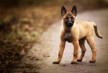different types of belgian malinois dog