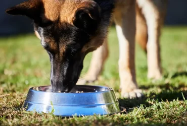 worst dog food for german shepherd to avoid
