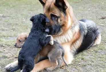 german shepherd breeding process