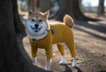 different types of shiba inu