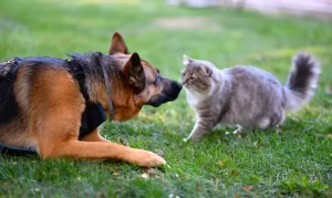 are german shepherds good with cats
