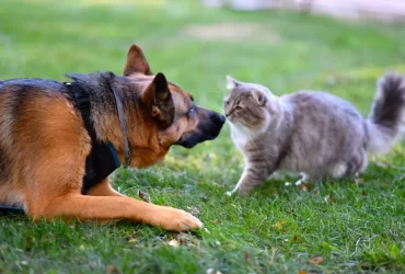 are german shepherds good with cats