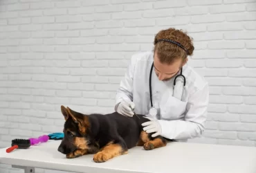 common german shepherd allergies
