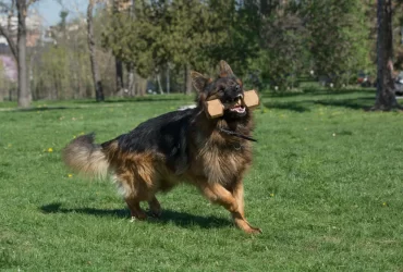 are german shepherd intelligent