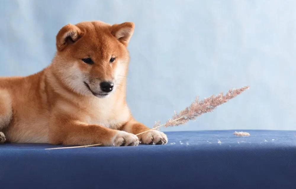 shiba inu origin where did they come from