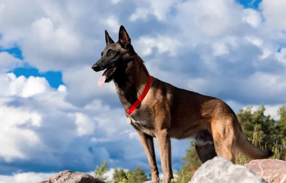 belgian malinois history and origin