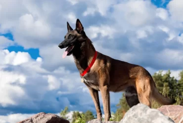 belgian malinois history and origin